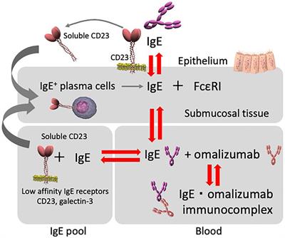 Frontiers | omalizumab and ige in the control of severe allergic asthma